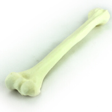 Buy One 12321 Humerus, Artificial Drillable Humerus Bone Model